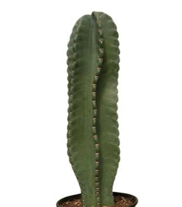 Cereus Peruvianus